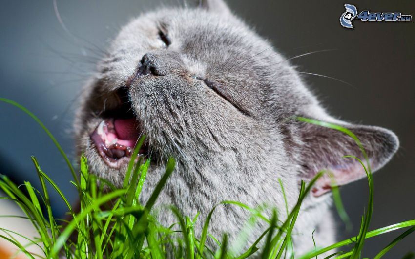 britská mačka, tráva