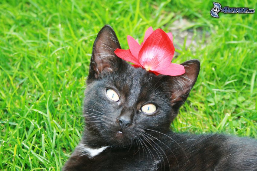 čierna mačka, mačka v tráve, kvet