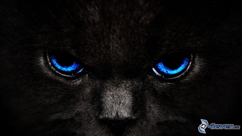čierna mačka, modré oči