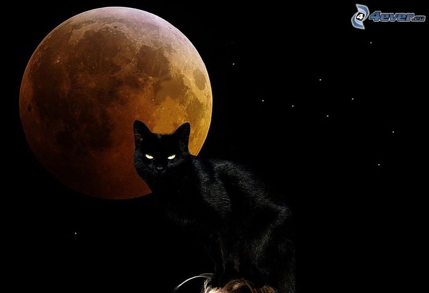 čierna mačka, spln, oranžový Mesiac, hviezdy