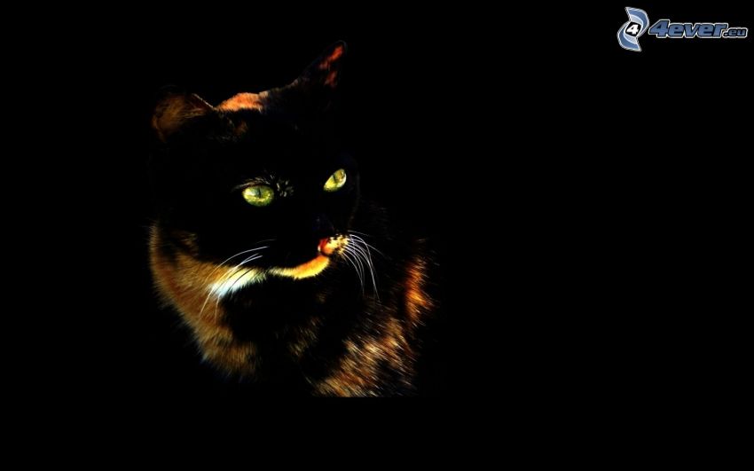 čierna mačka, zelené mačacie oči
