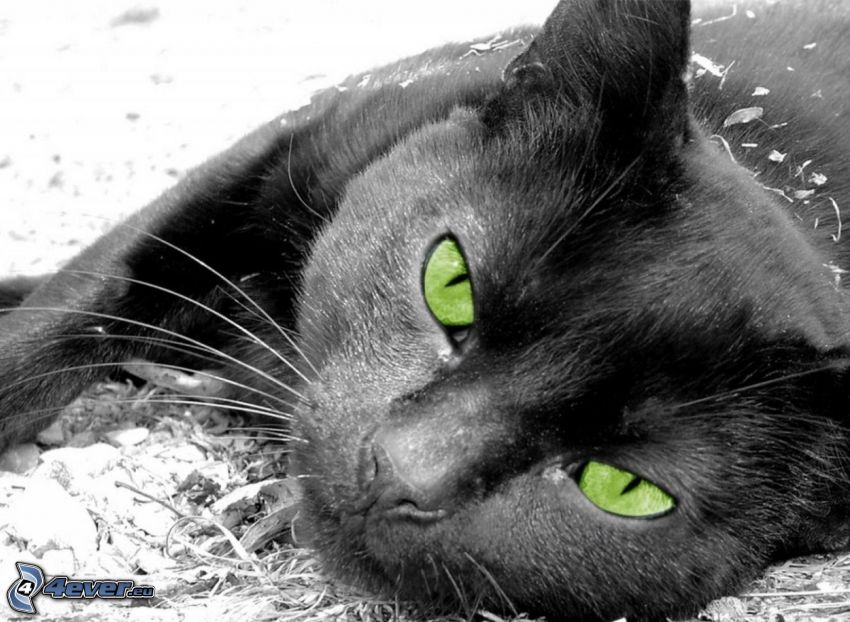 čierna mačka, zelené oči