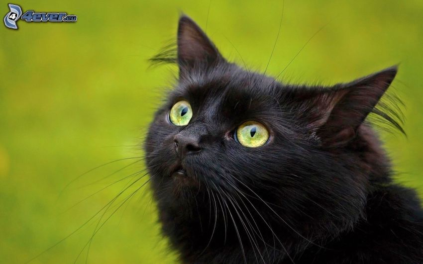 čierna mačka