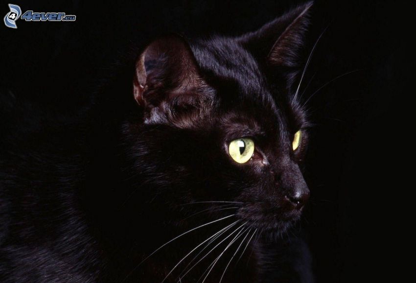čierna mačka