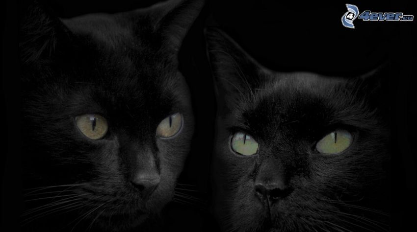 čierne mačky