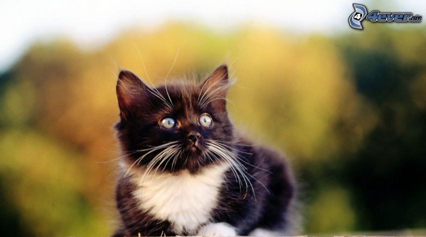 čiernobiela mačka
