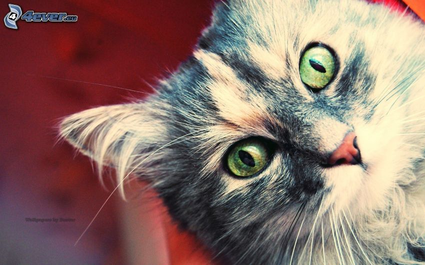 hlava mačky, zelené mačacie oči