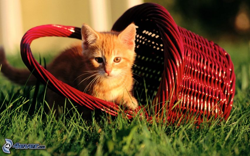 hrdzavé mačiatko, košík, tráva