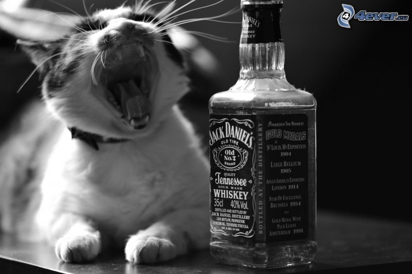 Jack Daniel's, mačka, zívanie, čiernobiela fotka