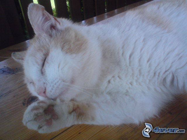 leňošenie, biela mačka, spánok, oddych