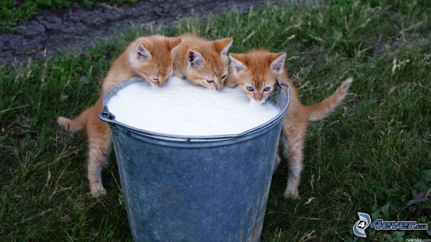 mačiatka, vedro, mlieko