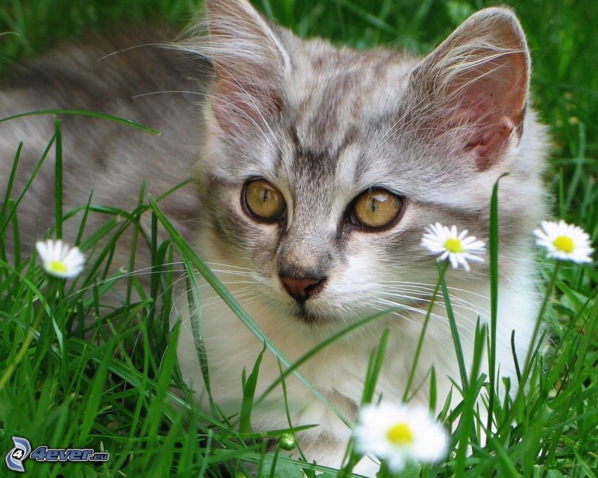 mačiatko, tráva, sedmokrásky, pohľad