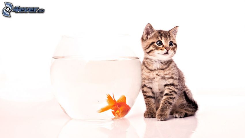 mačiatko, zlatá rybka, akvárium