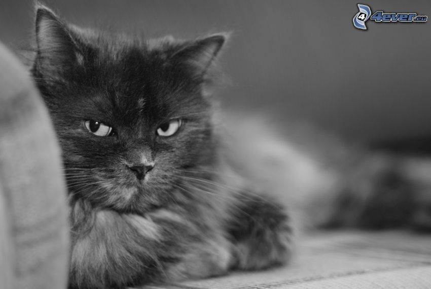 mačka, čiernobiela fotka