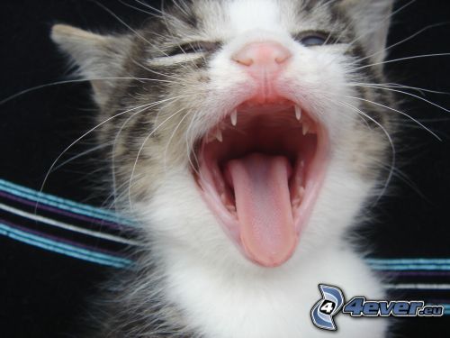 mačka, jazyk