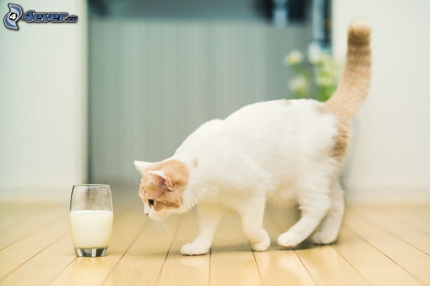mačka, mlieko