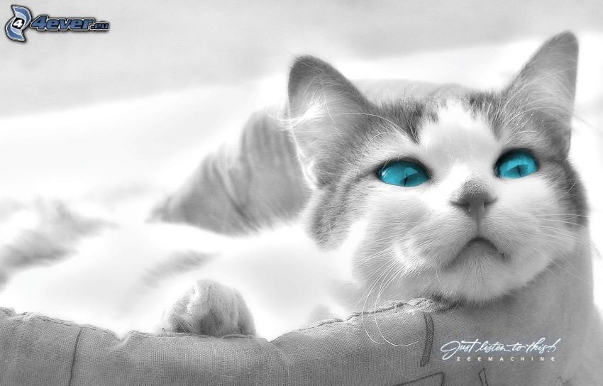 mačka, modré oči