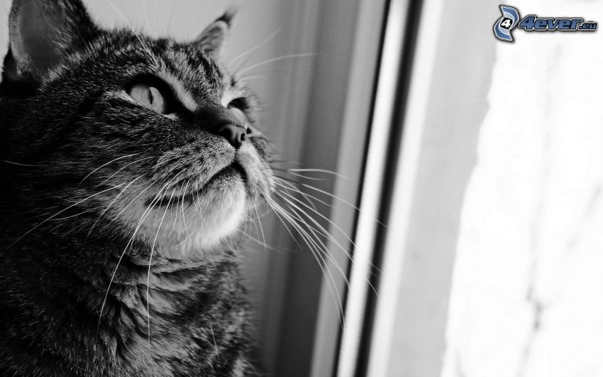mačka, okno, čiernobiele