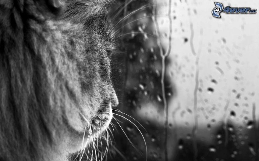 mačka, okno, kvapky dažďa