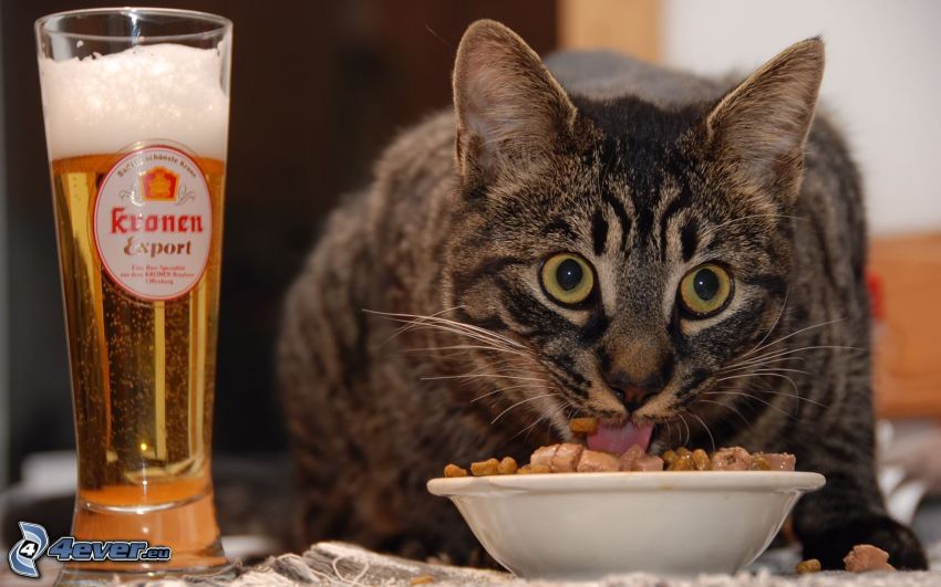 mačka, potrava, pivo