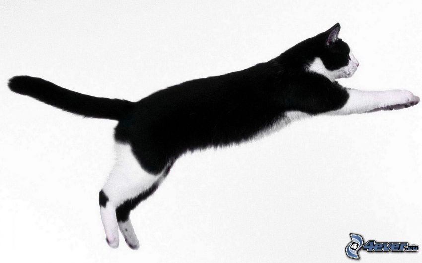 mačka, skok