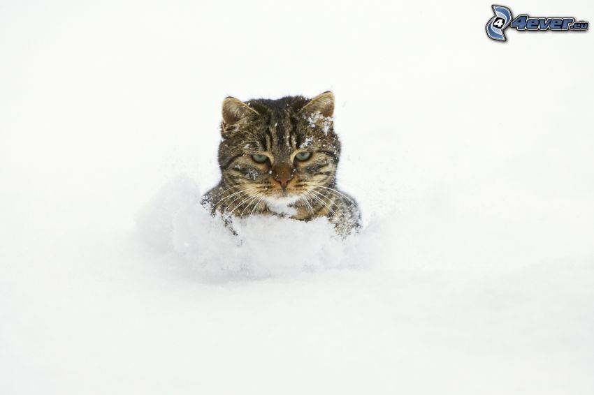 mačka, sneh
