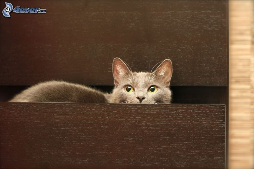 mačka, šuflík