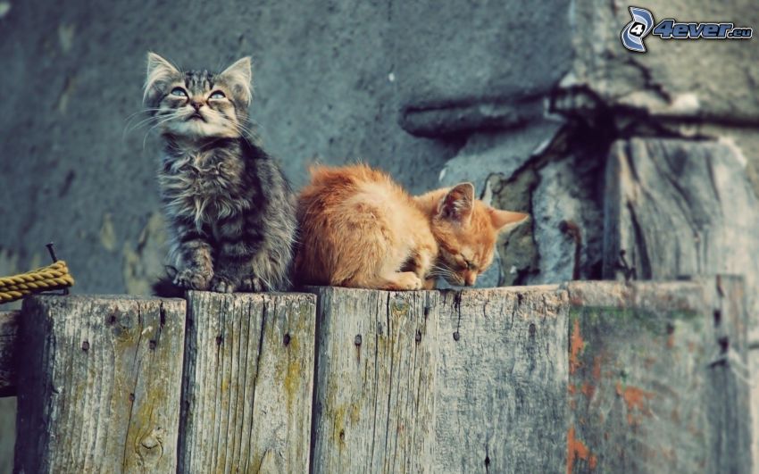 mačka na plote, mačiatka, starý drevený plot