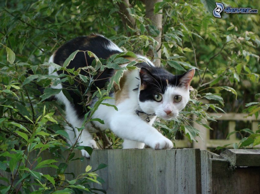 mačka na plote, strakatá mačka