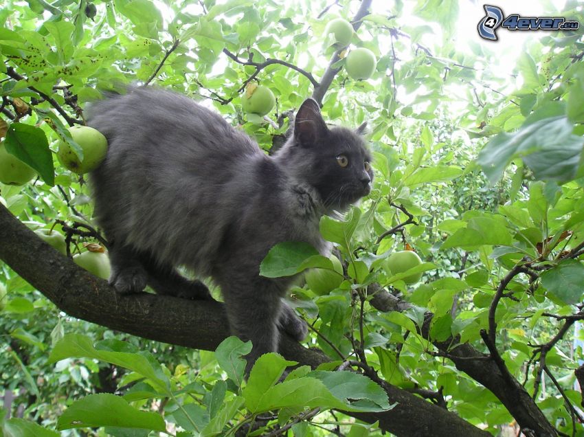 mačka na strome, jabloň, konáre, listy, čierna mačka