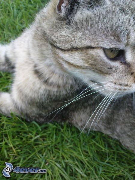mačka v tráve, pohľad