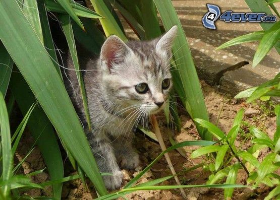 mačka v tráve