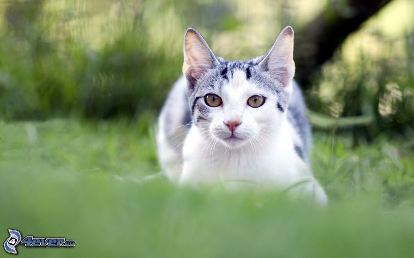 mačka v tráve