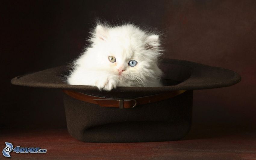 malé biele mačiatko, klobúk
