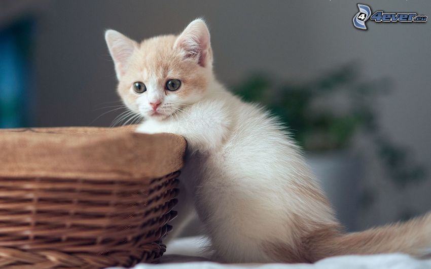 malé biele mačiatko, košík