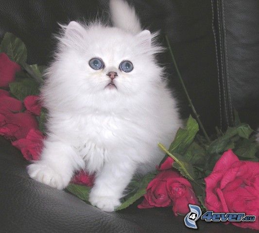 malé biele mačiatko, ruže