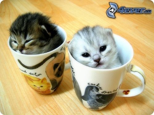 malé mačiatka, poháre