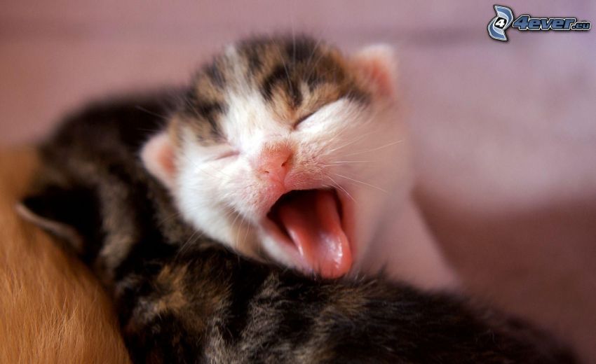 malé mačiatka, zívanie