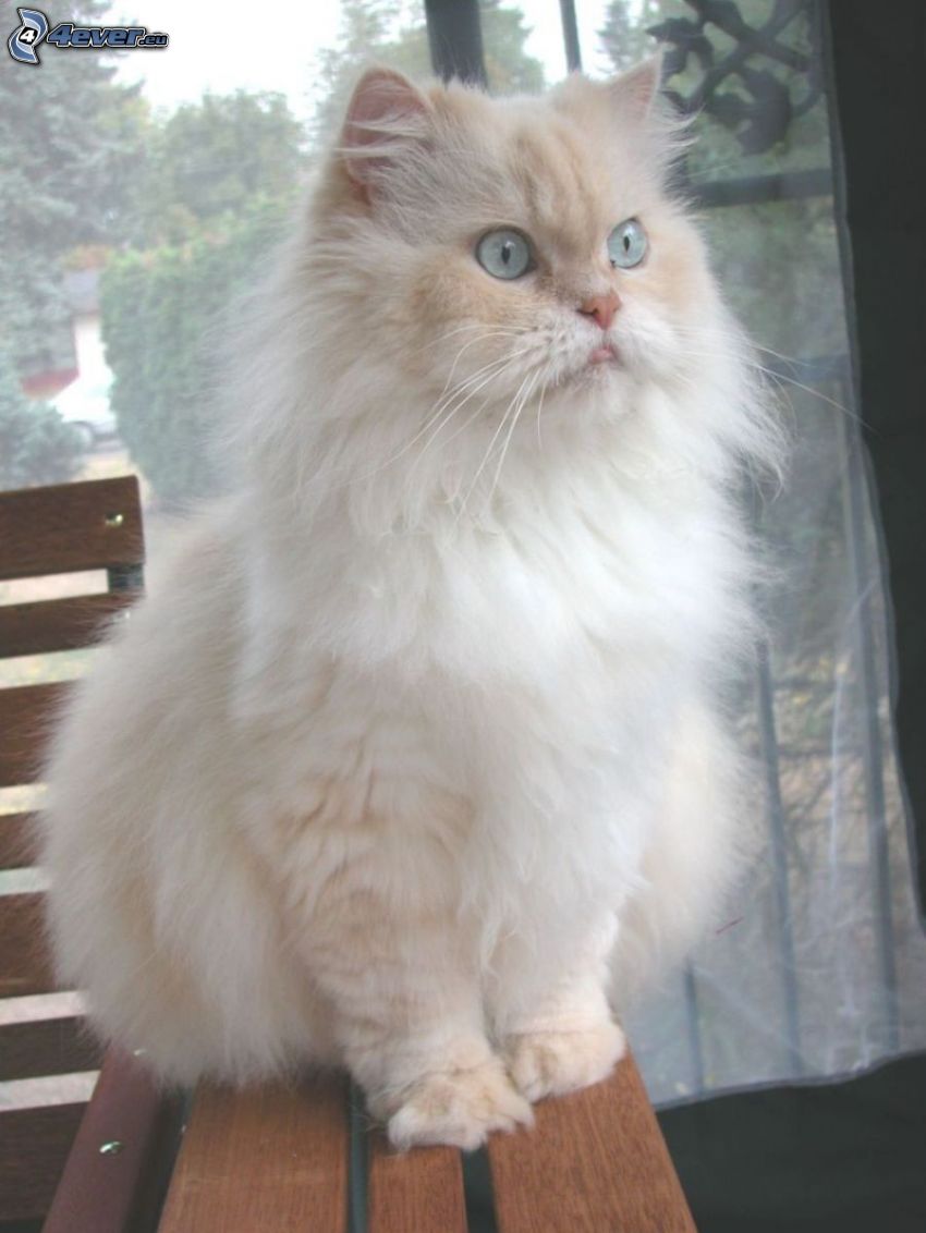 perzská mačka, biela mačka