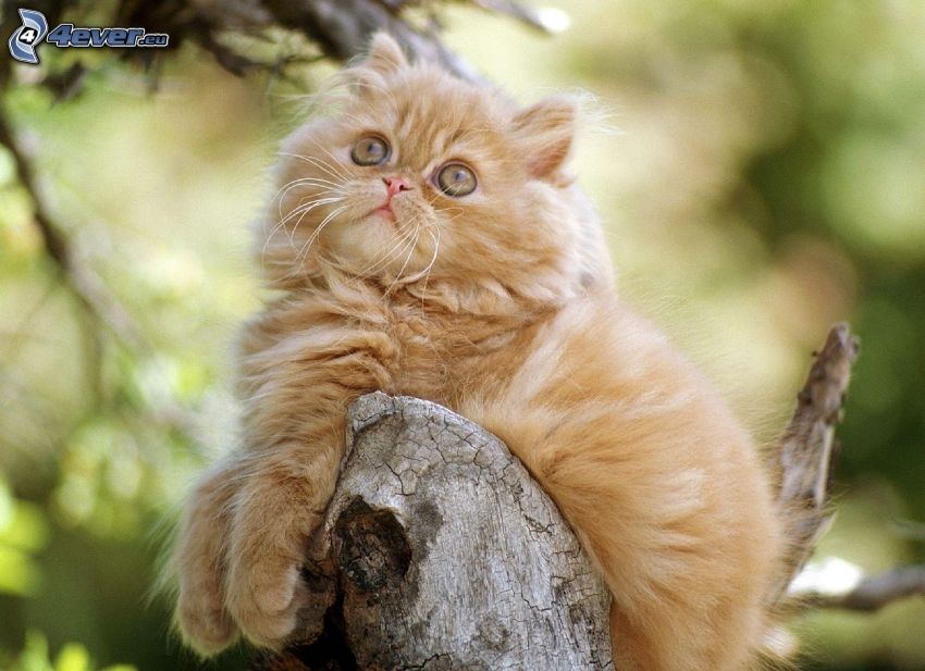 perzská mačka, hnedá mačka, drevo