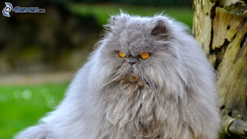 perzská mačka, sivá mačka, hnev