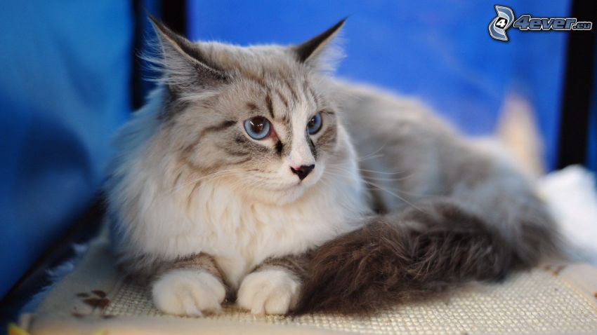 perzská mačka, sivá mačka