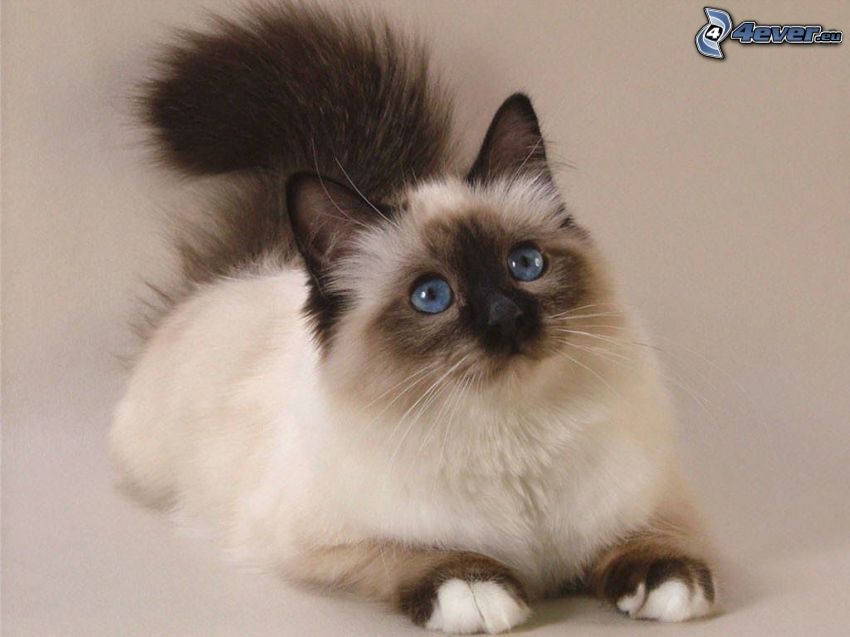 perzská mačka