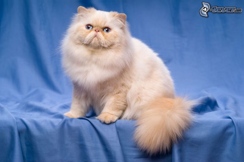 perzská mačka