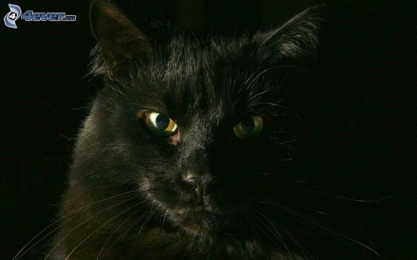 pohľad mačky, čierna mačka