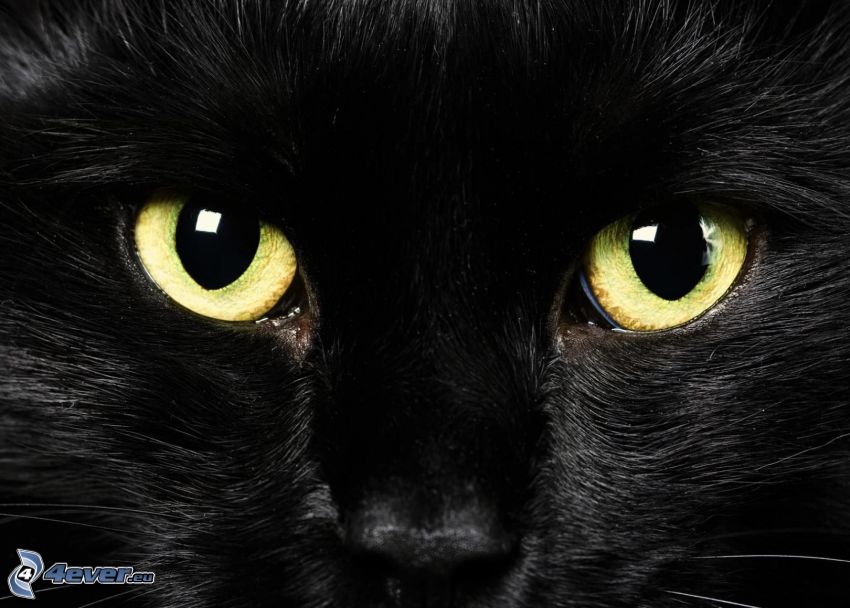 pohľad mačky, čierna mačka