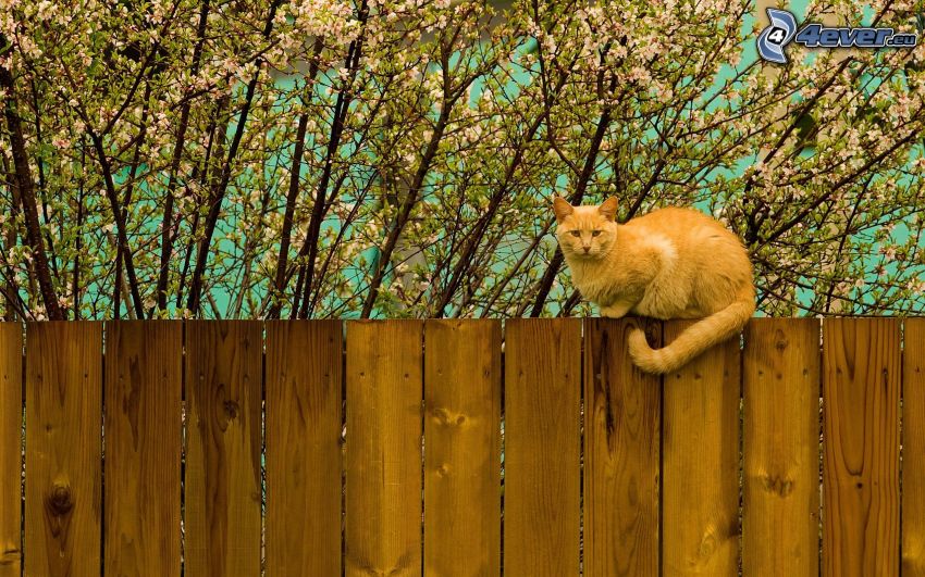 ryšavá mačka, mačka na plote, drevený plot, rozkvitnutý strom