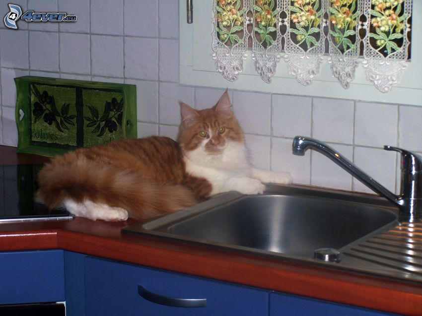 ryšavá mačka, umývadlo, kuchyňa