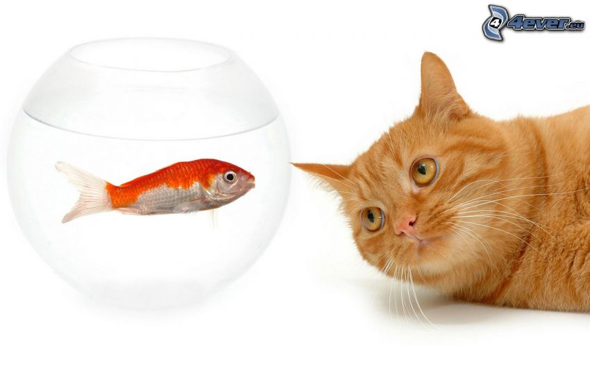 ryšavá mačka, zlatá rybka, akvárium