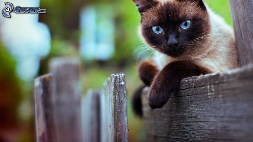siamská mačka, drevený plot